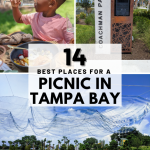 picnic in Tampa Bay with your family